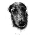 Pet portrait