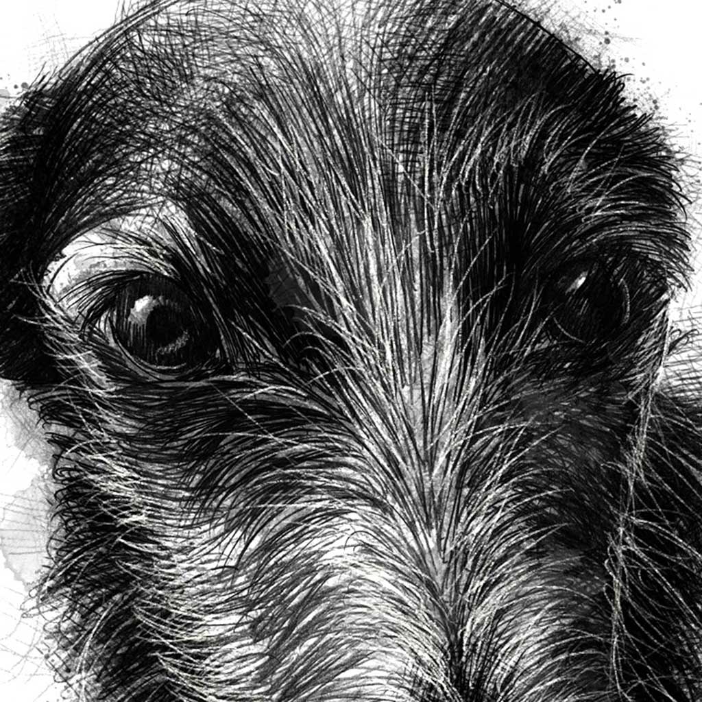 Pet portrait