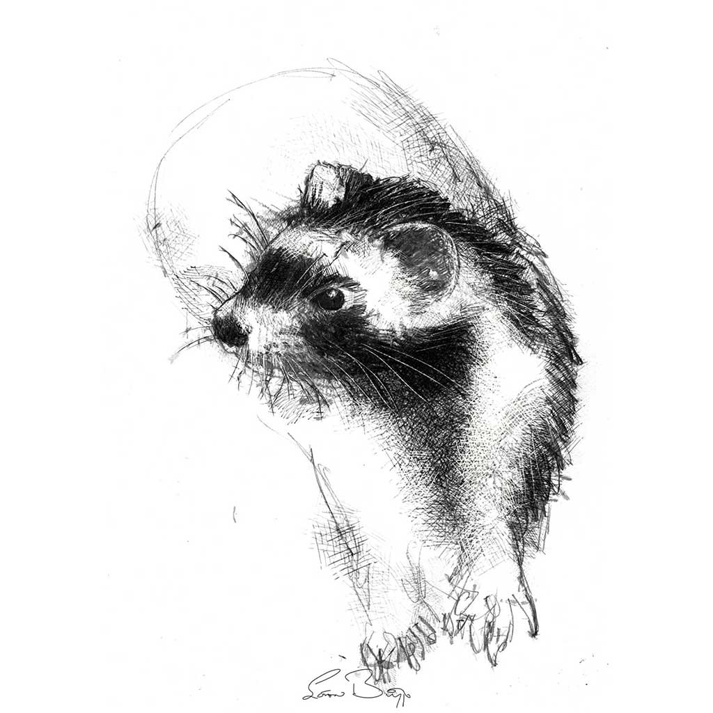Ferret