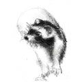 Ferret