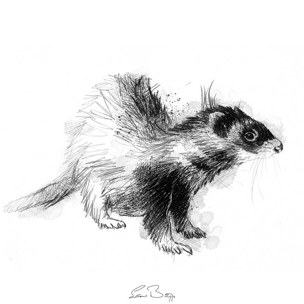 Ferret