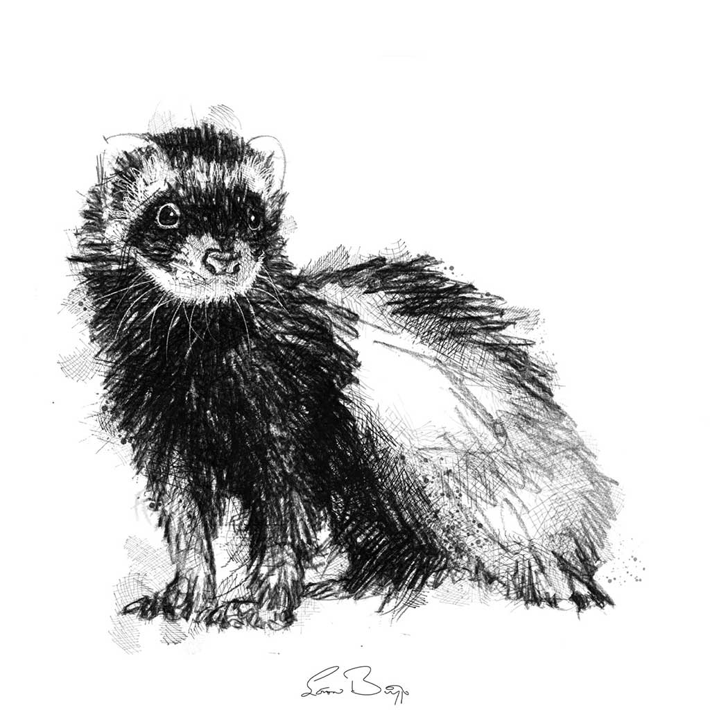Ferret