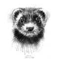 Ferret