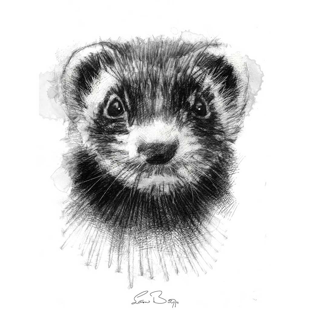 Ferret