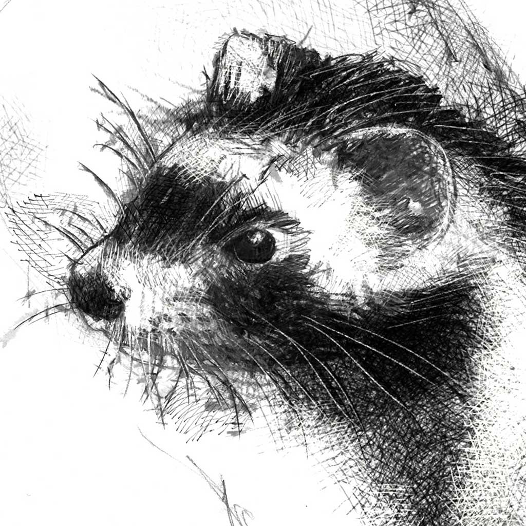 Ferret
