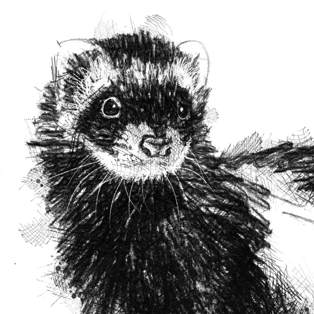 Ferret