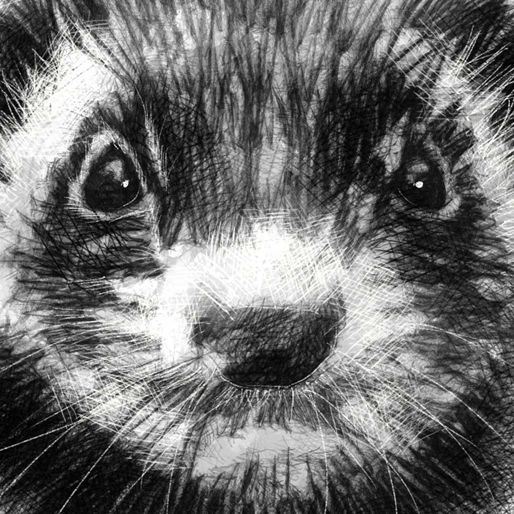 Ferret