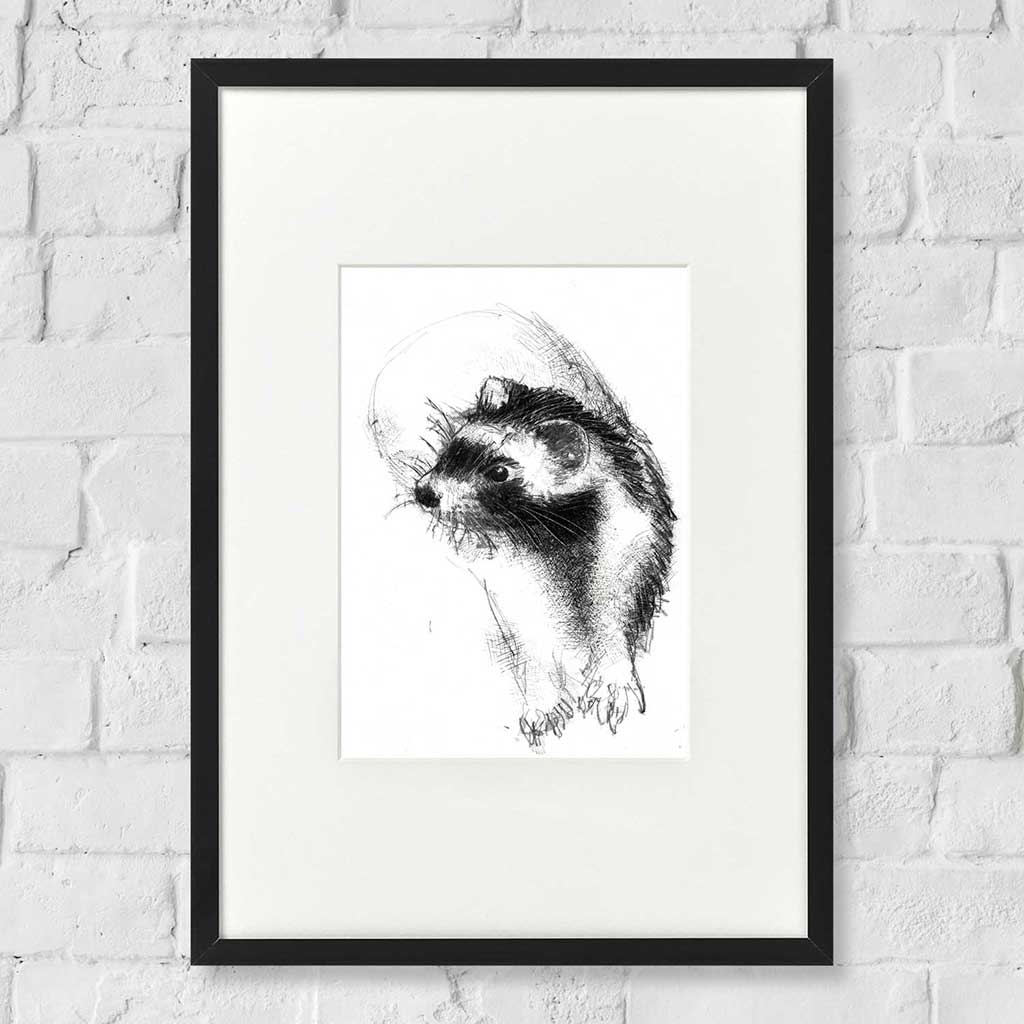 Ferret