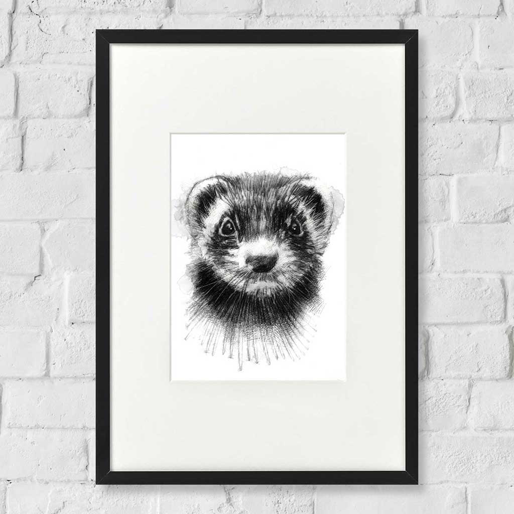 Ferret
