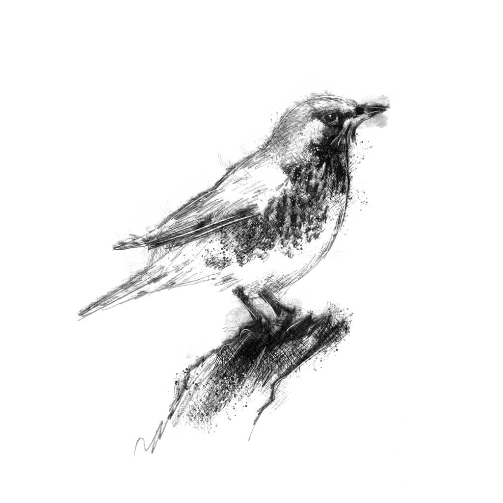 Song thrush