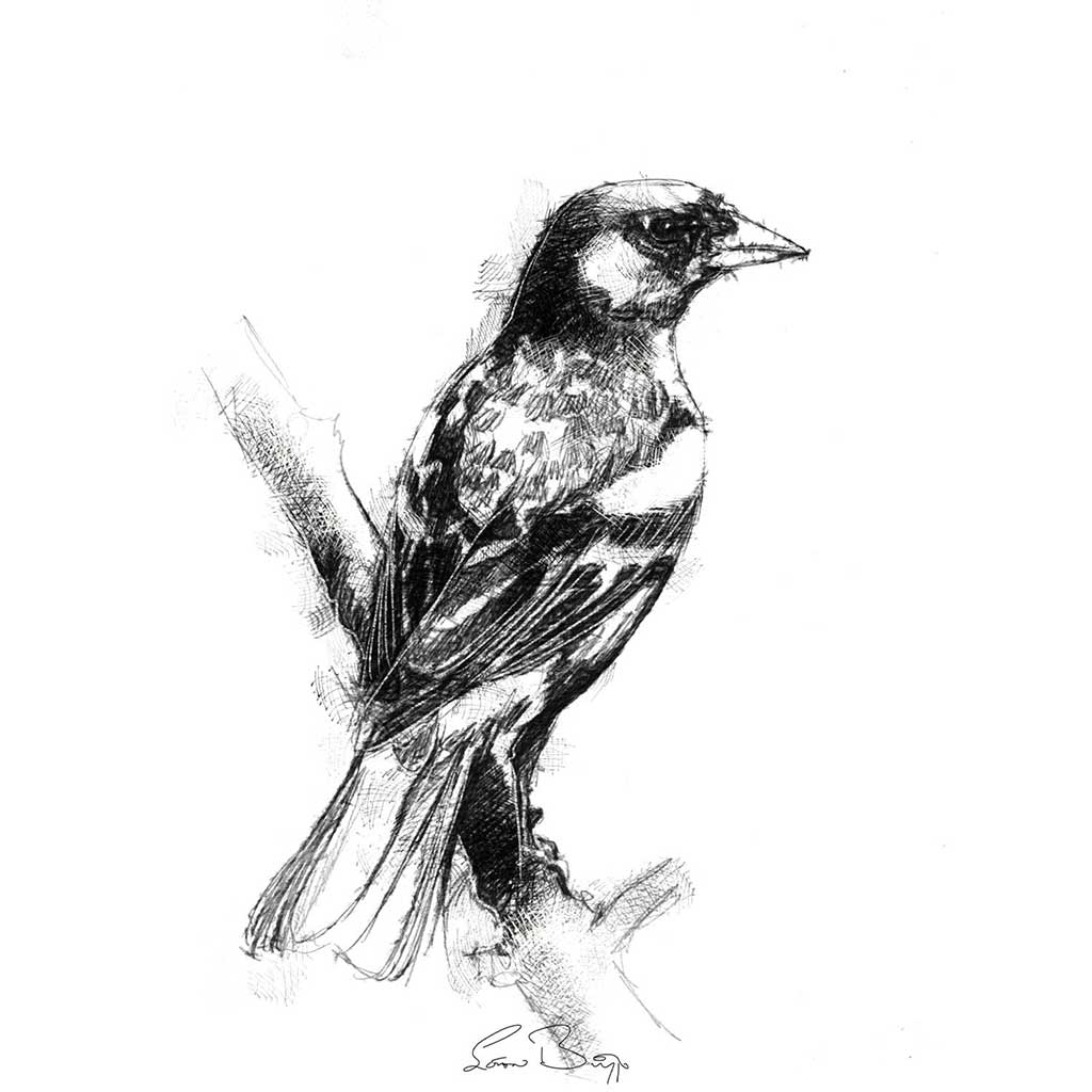 Finch