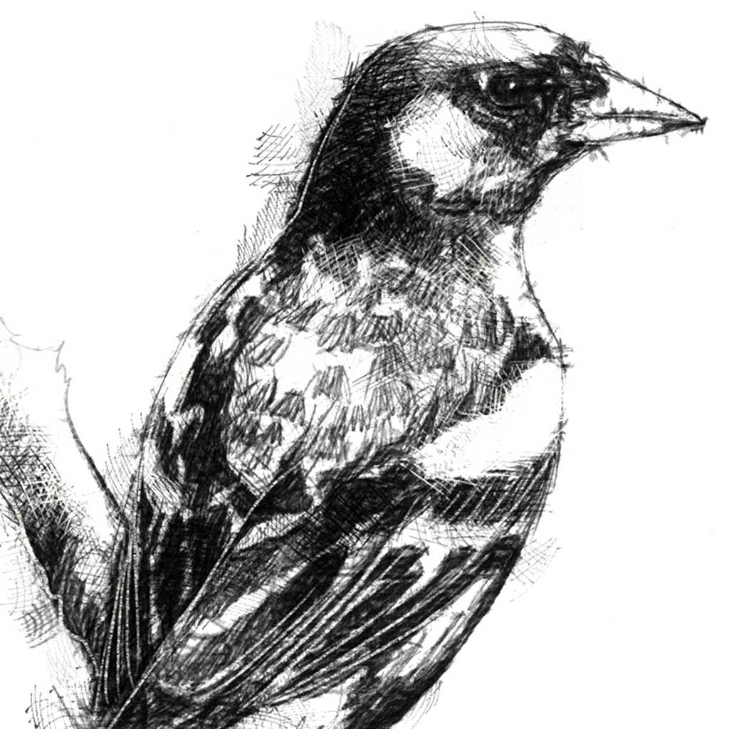 Finch