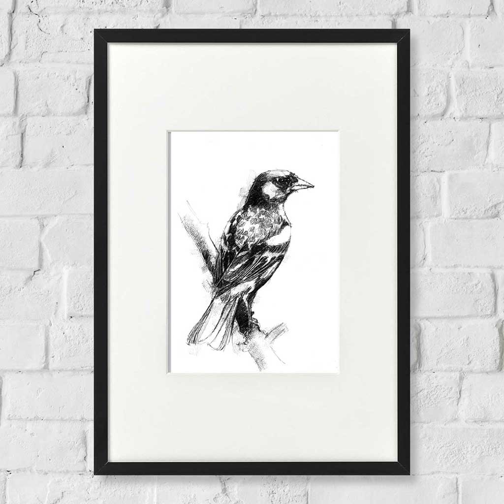 Finch