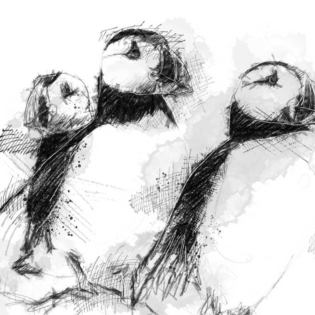Five puffins