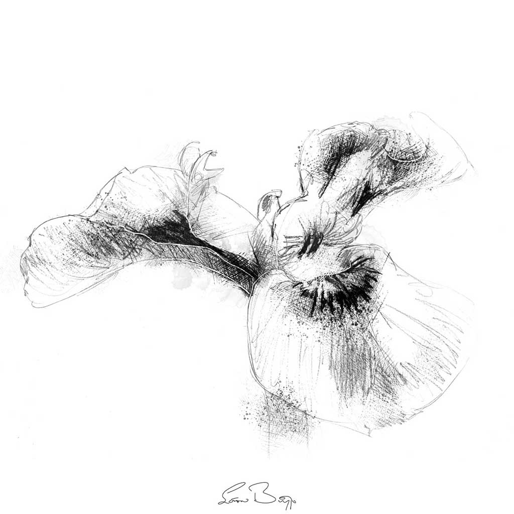 Flag iris
