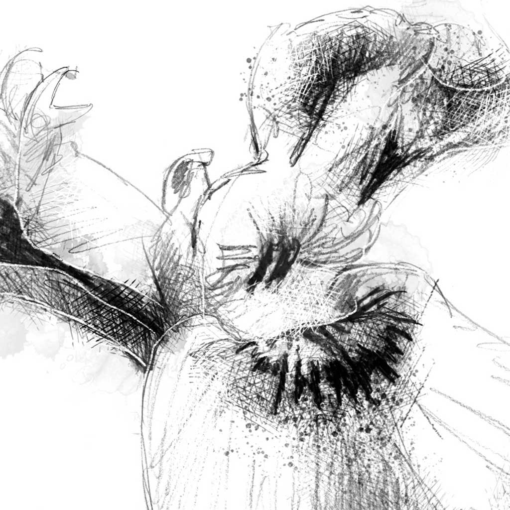 Flag iris