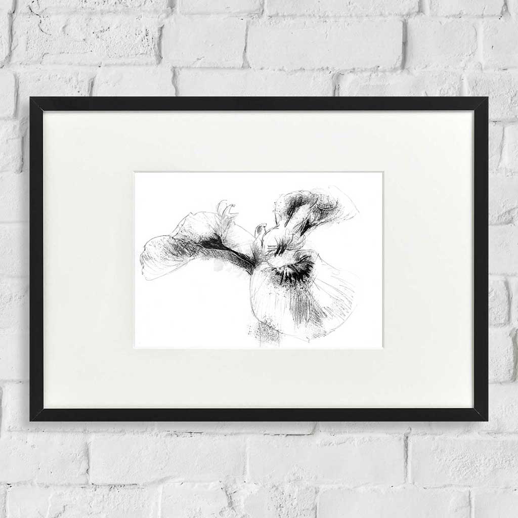 Flag iris