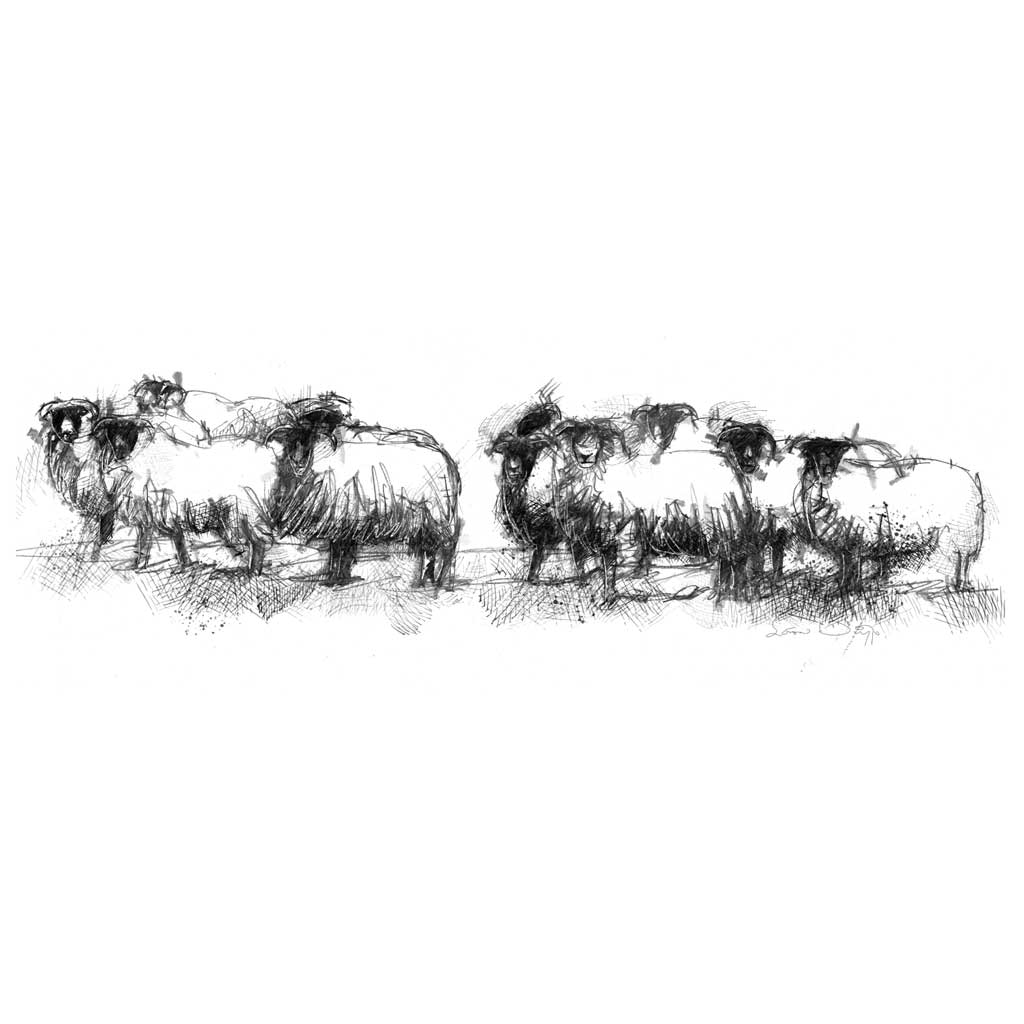 Black face sheep wide format