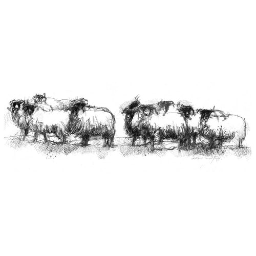 Black face sheep wide format