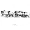 Sheep flock