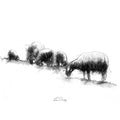 Sheep grazing