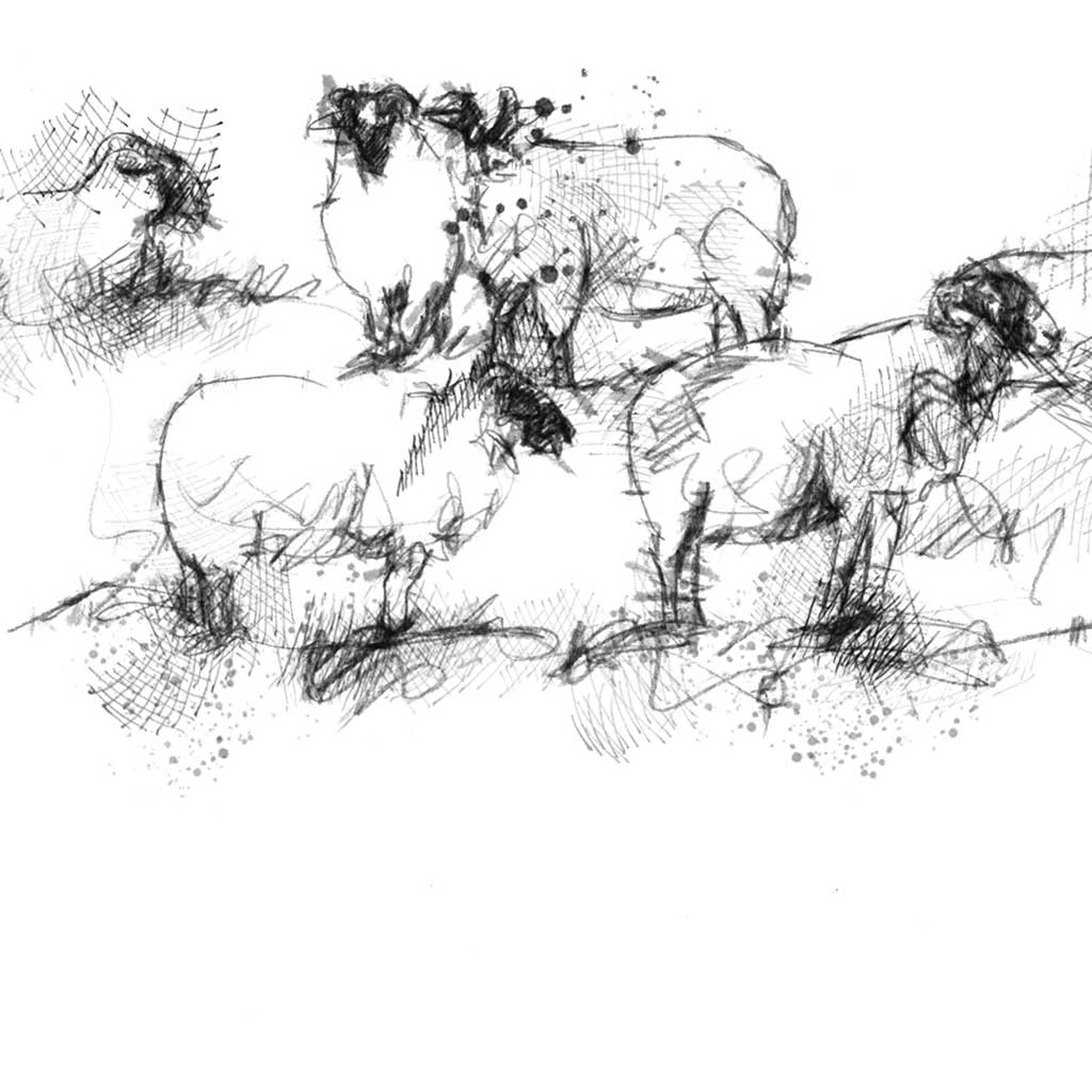 Line of sheep