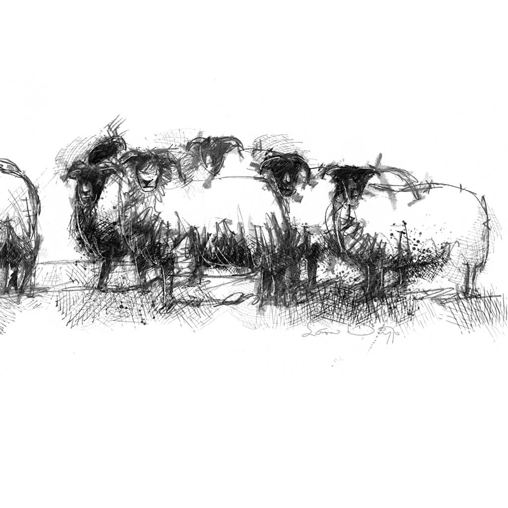 Black face sheep wide format