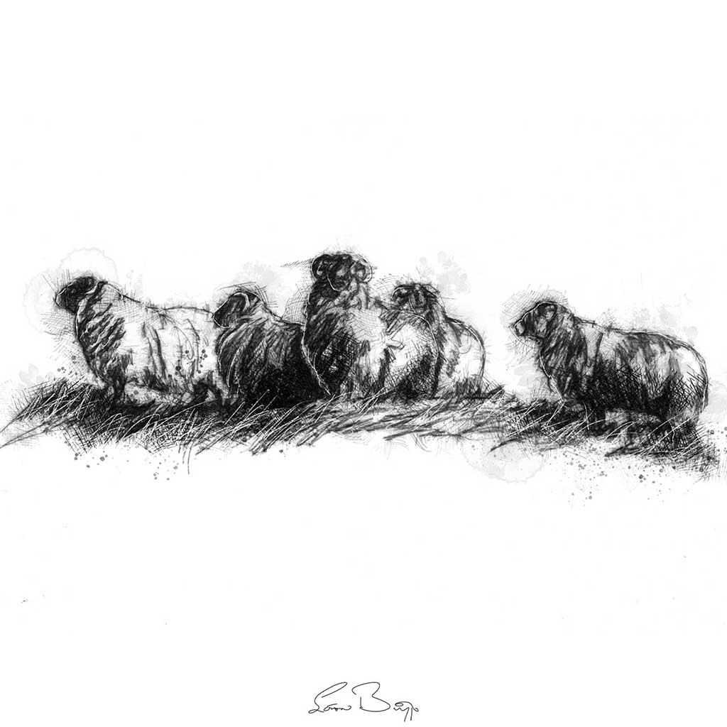 Sheep flock