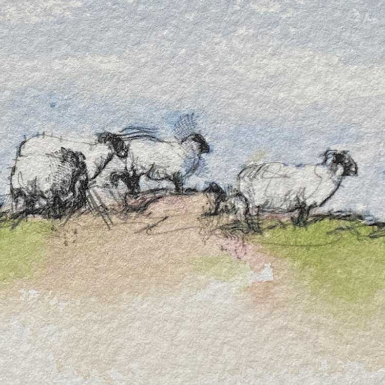 Sheep flock mini sketch