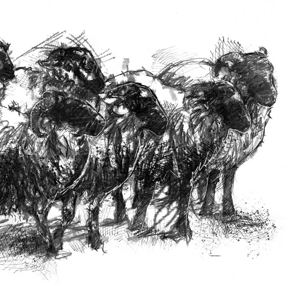 Sheep flock
