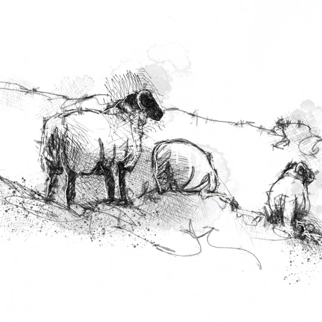 Yorkshire dales sheep