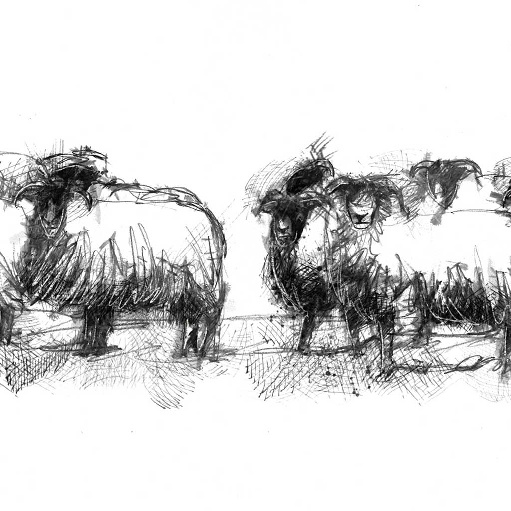 Sheep flock