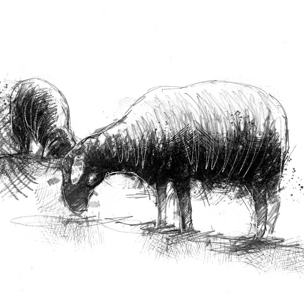 Sheep grazing