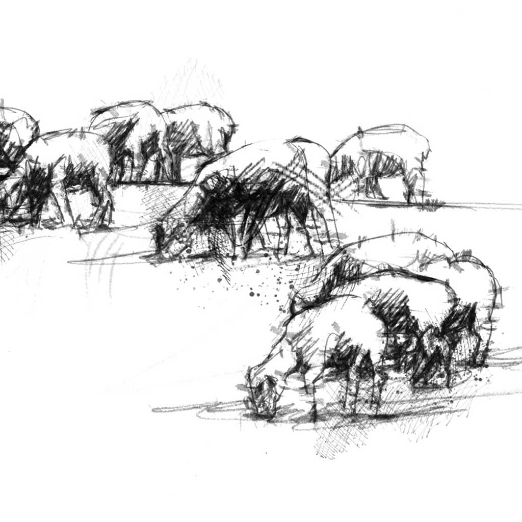 Sheep flock