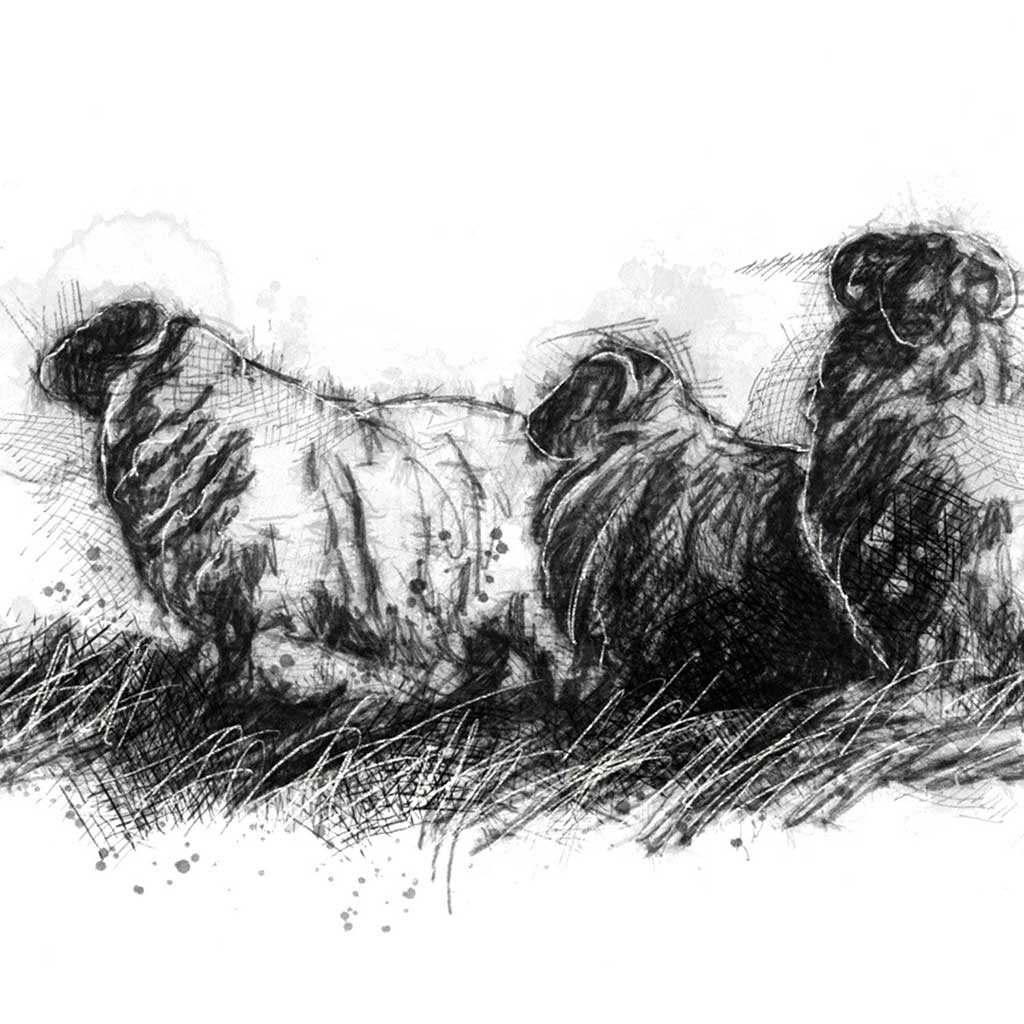 Sheep flock
