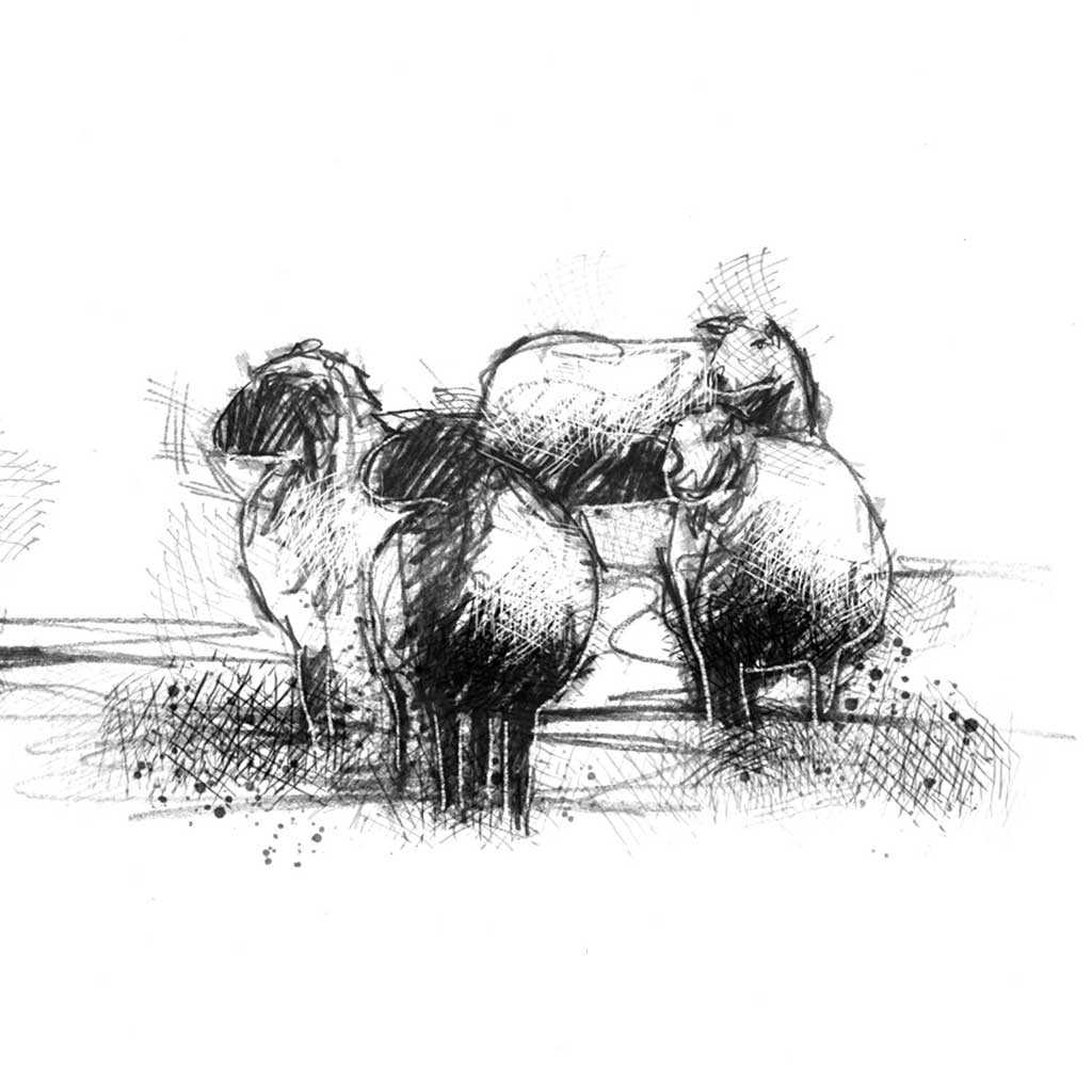 Sheep flock