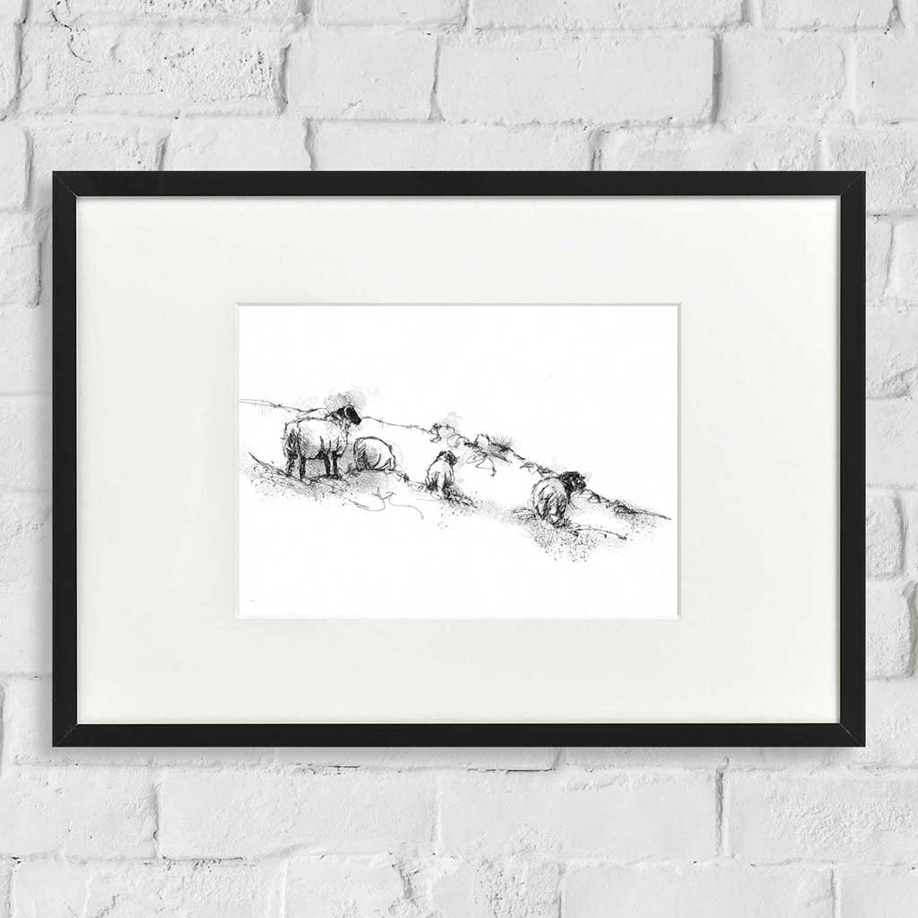 Yorkshire dales sheep