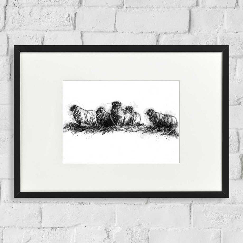 Sheep flock