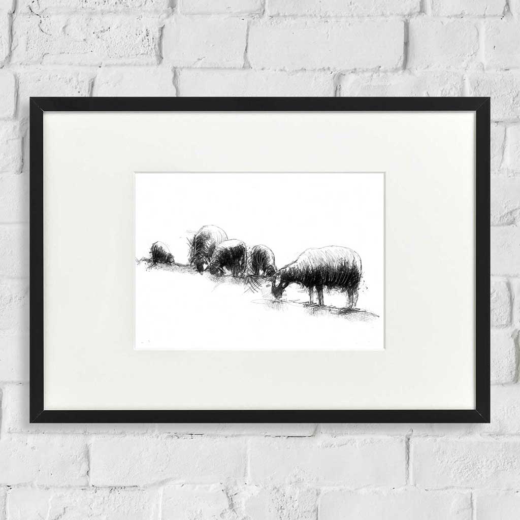Sheep grazing