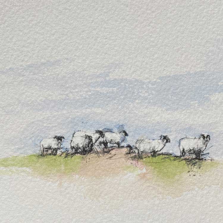 Sheep flock mini sketch