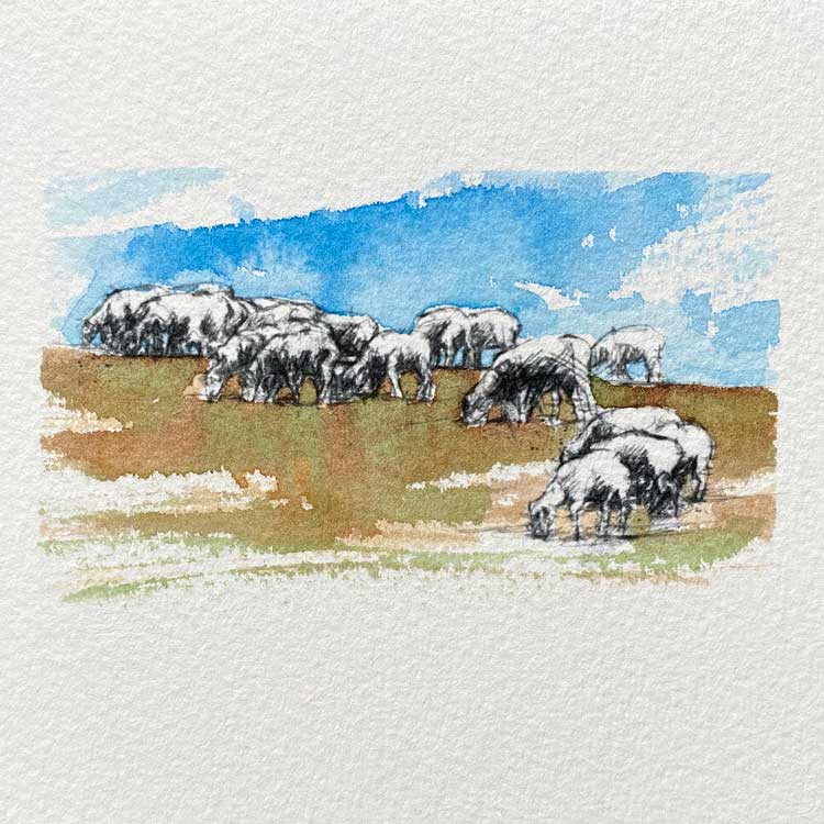 Sheep flock original mini sketch