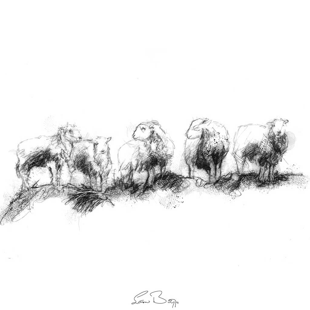 Herdwick flock