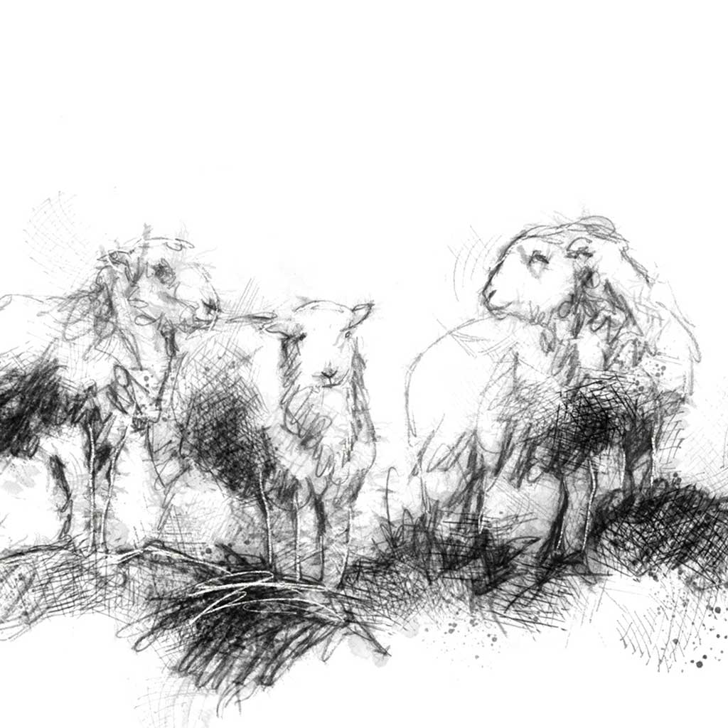 Herdwick flock