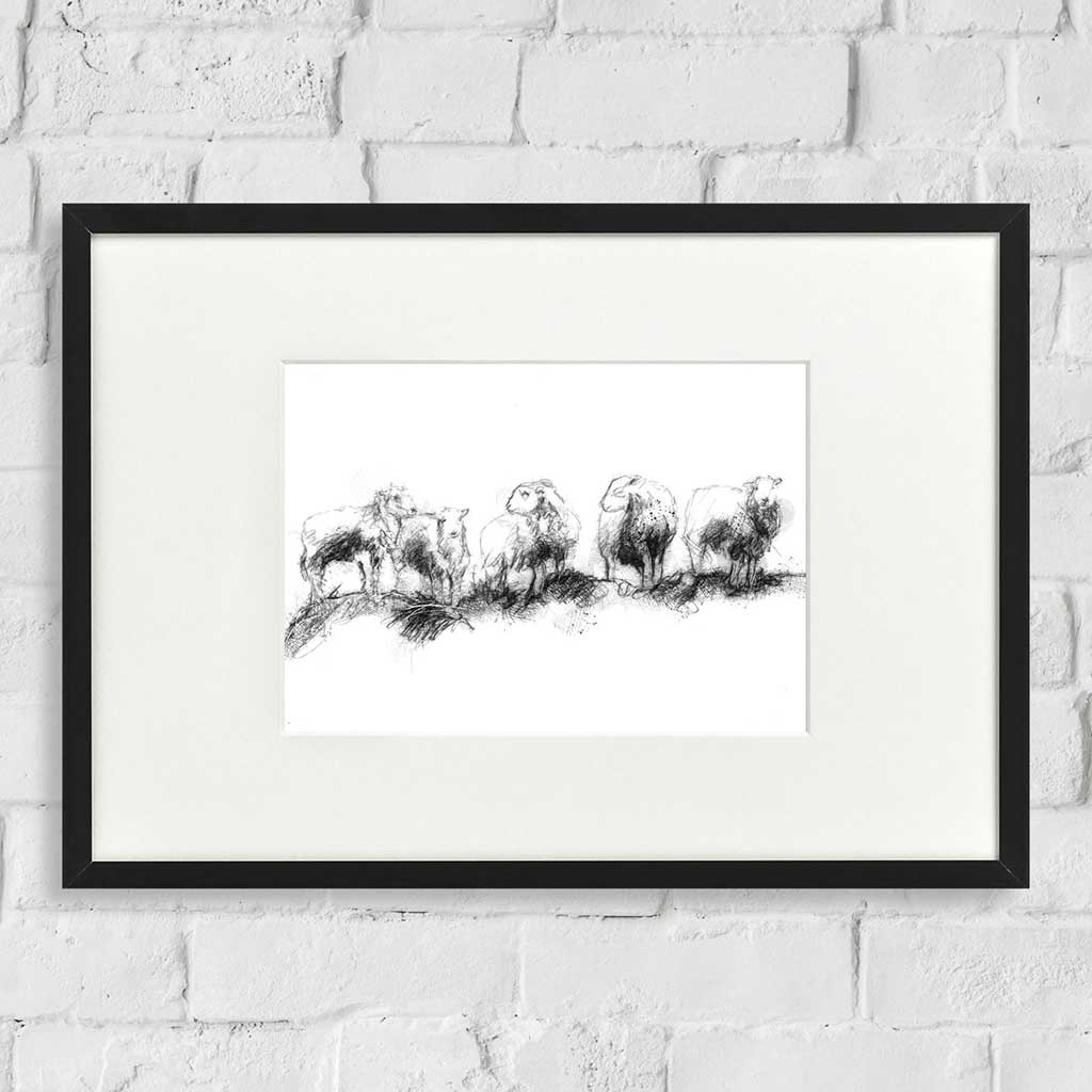 Herdwick flock