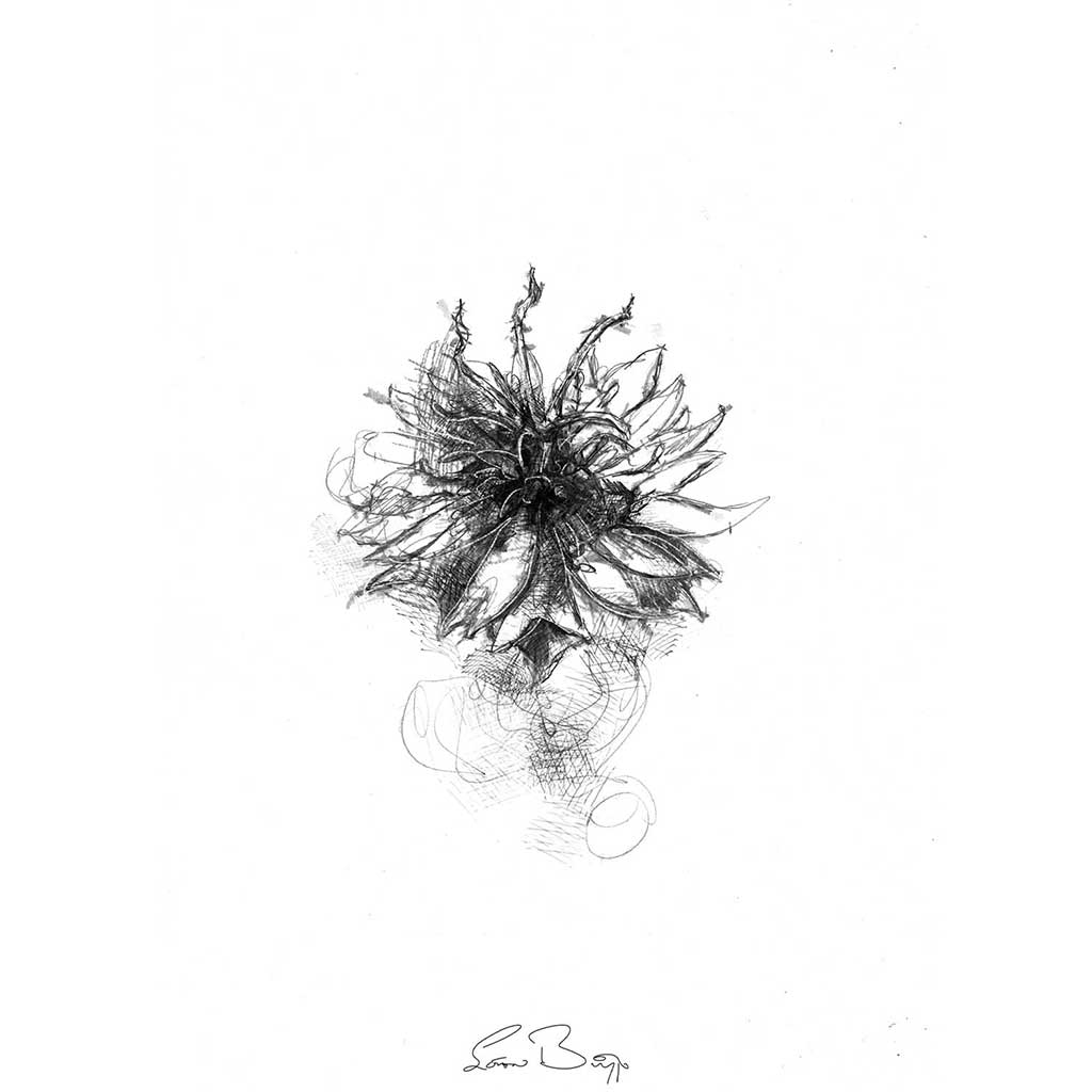Cornflower