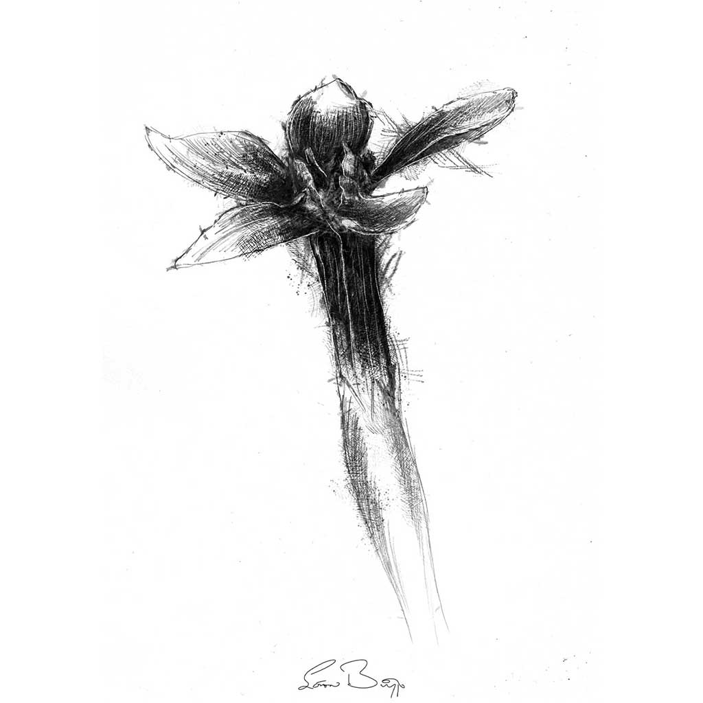 Gentian flower