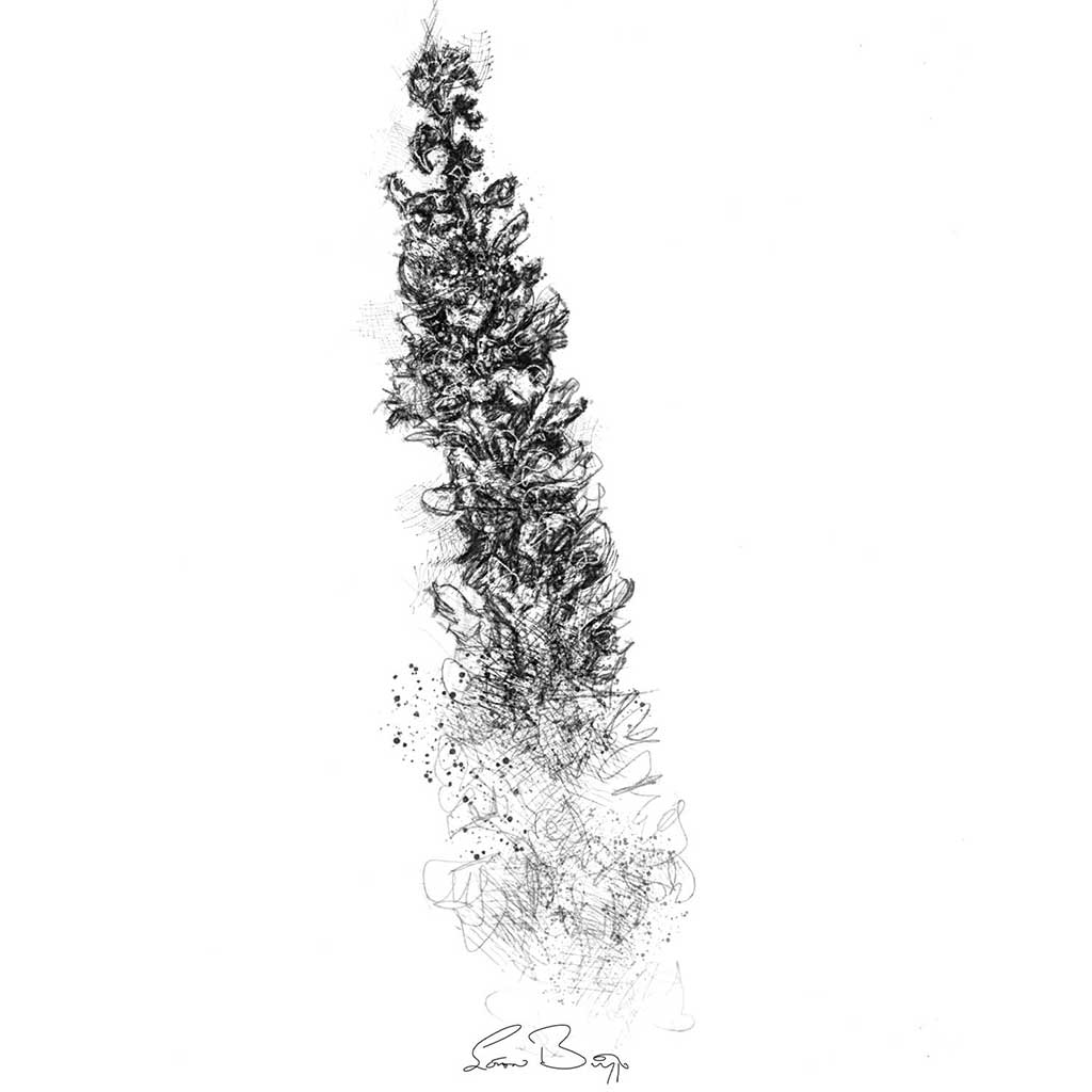 Loosestrife