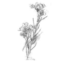 Wild flower