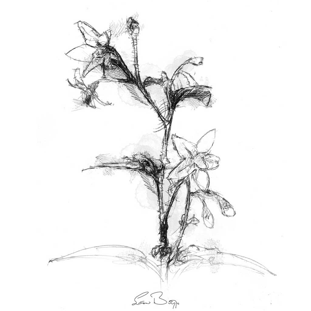 Star flower