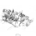 Wild flower
